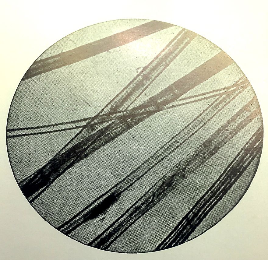 Fibre di lino al microscopio ad un ingrandimento di 200 volte