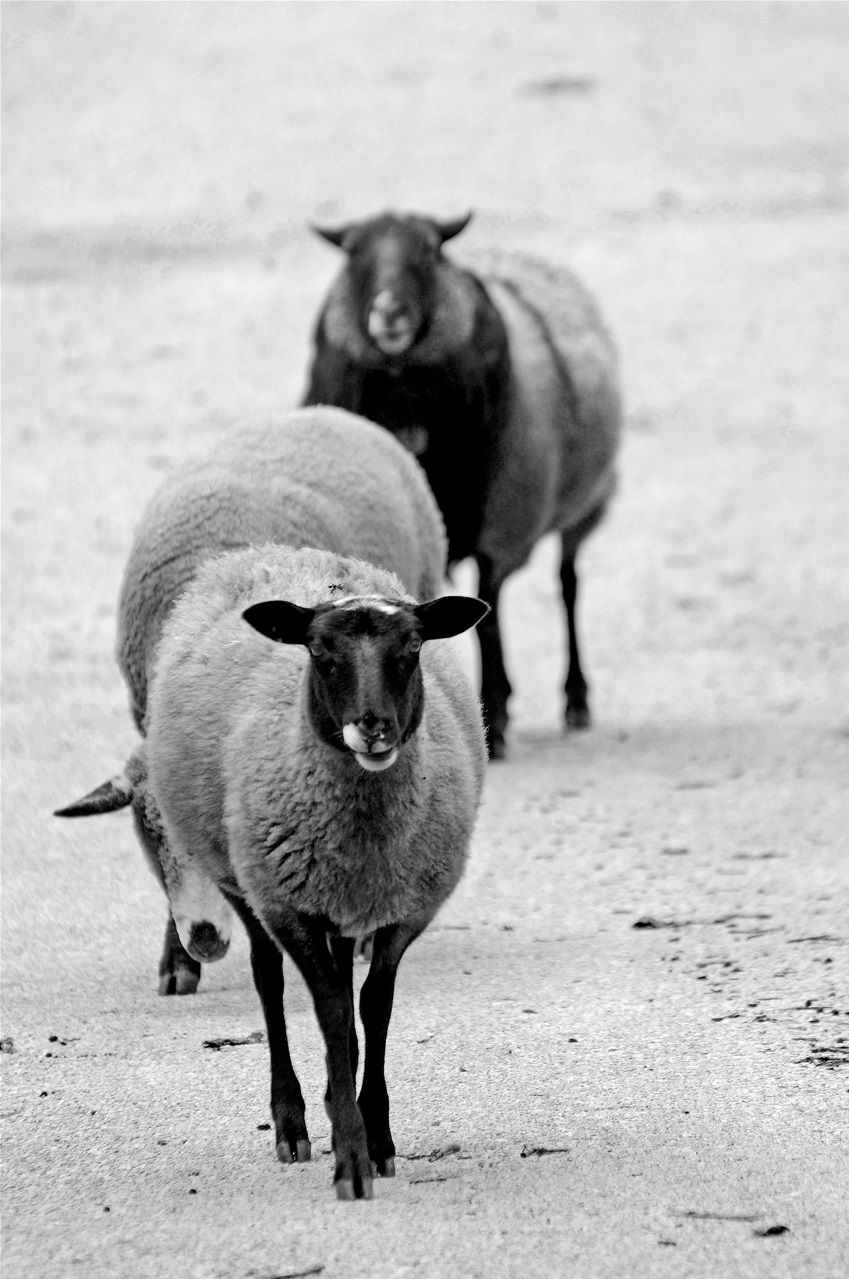 Pecore domestiche da lana